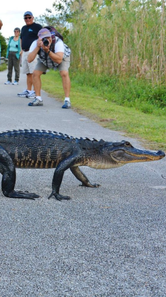 Tourists photographing an alligator